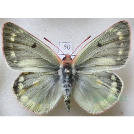 Colias phicomone (Esper, 1780) male Szlaczkoń phicomone Austria50